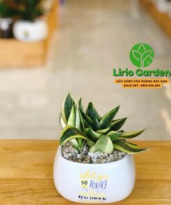 Cây Lưỡi Hổ Thái Size Nhỏ