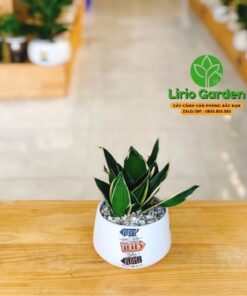 Cây Lưỡi Hổ Thái Size Nhỏ