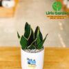 Cây Lưỡi Hổ Thái Size Nhỏ