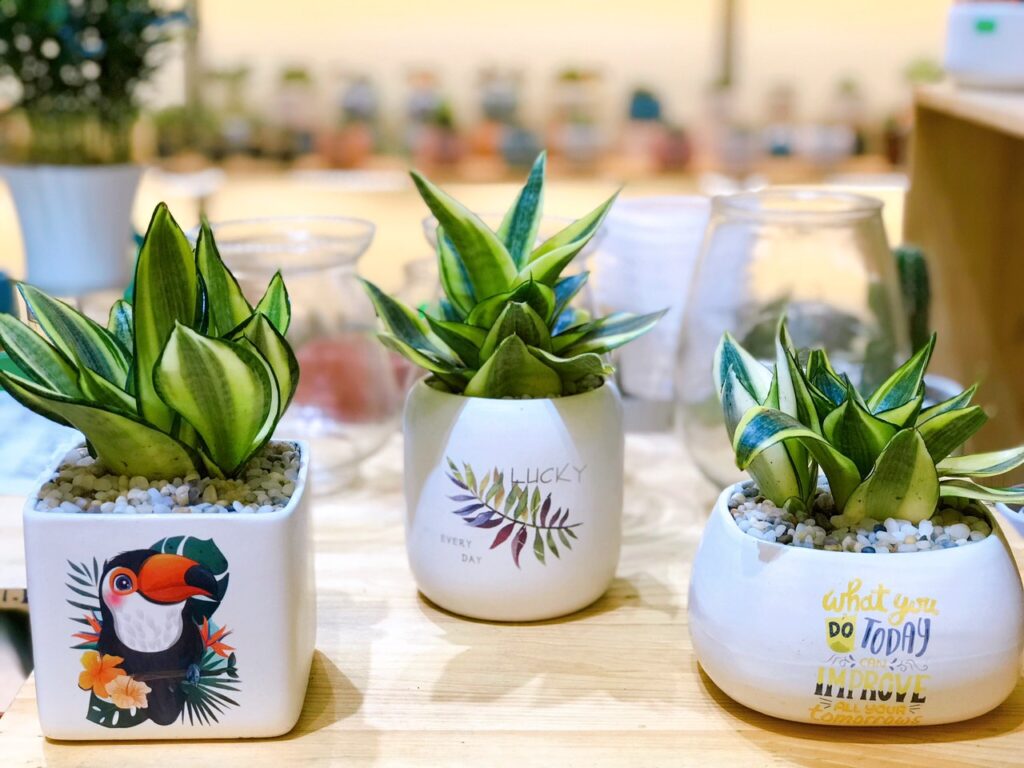Cây Lưỡi Hổ Thái Size Nhỏ