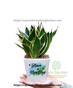 Cây Lưỡi Hổ Thái Size To