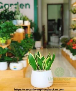 Cây Lưỡi Hổ Thái Size To