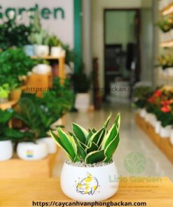 Cây Lưỡi Hổ Thái Size To