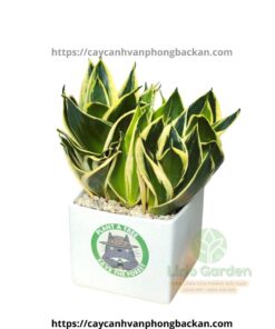 Cây Lưỡi Hổ Thái Size To