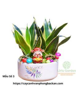 Cây Lưỡi Hổ Trang Trí Tiêu Cảnh