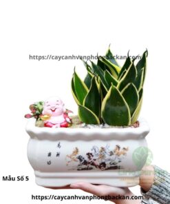 Cây Lưỡi Hổ Trang Trí Tiêu Cảnh