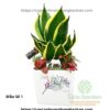 Cây Lưỡi Hổ Trang Trí Tiểu Cảnh