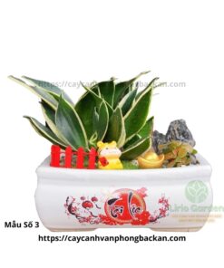 Cây Lưỡi Hổ Trang Trí Tiểu Cảnh