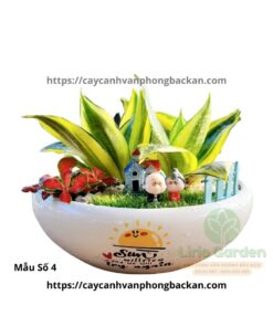 Cây Lưỡi Hổ Trang Trí Tiểu Cảnh