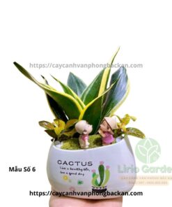 Cây Lưỡi Hổ Trang Trí Tiểu Cảnh