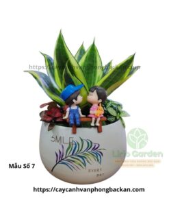Cây Lưỡi Hổ Trang Trí Tiểu Cảnh