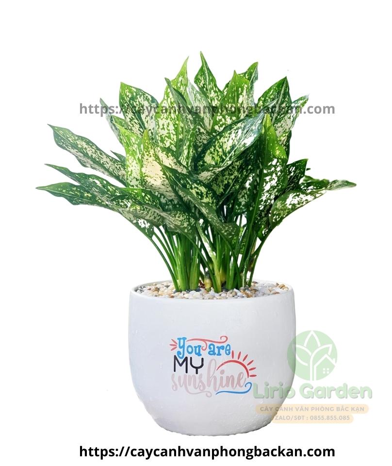 Cây Ngọc Ngân Cây Ngọc Ngân