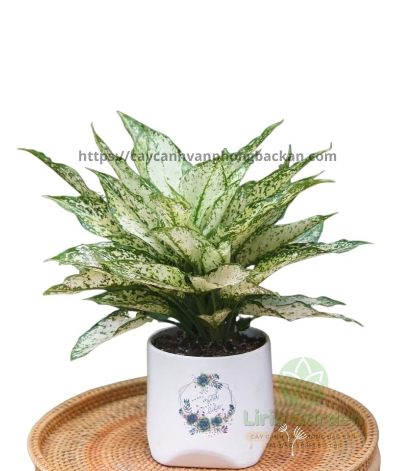 Cây Ngọc Ngân Cây Ngọc Ngân
