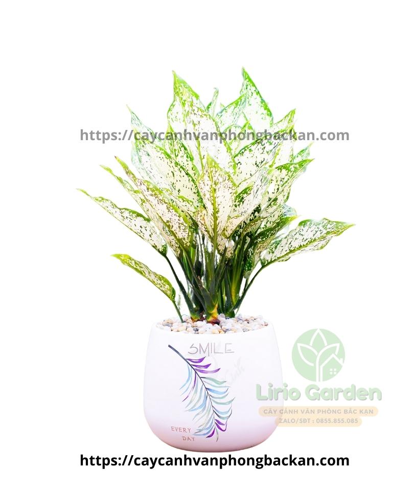Cây Ngọc Ngân Cây Ngọc Ngân