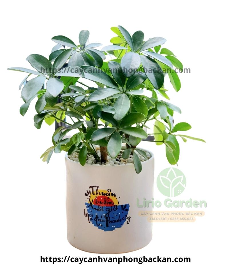 Cây Ngũ Gia Bì Cây Ngũ Gia Bì