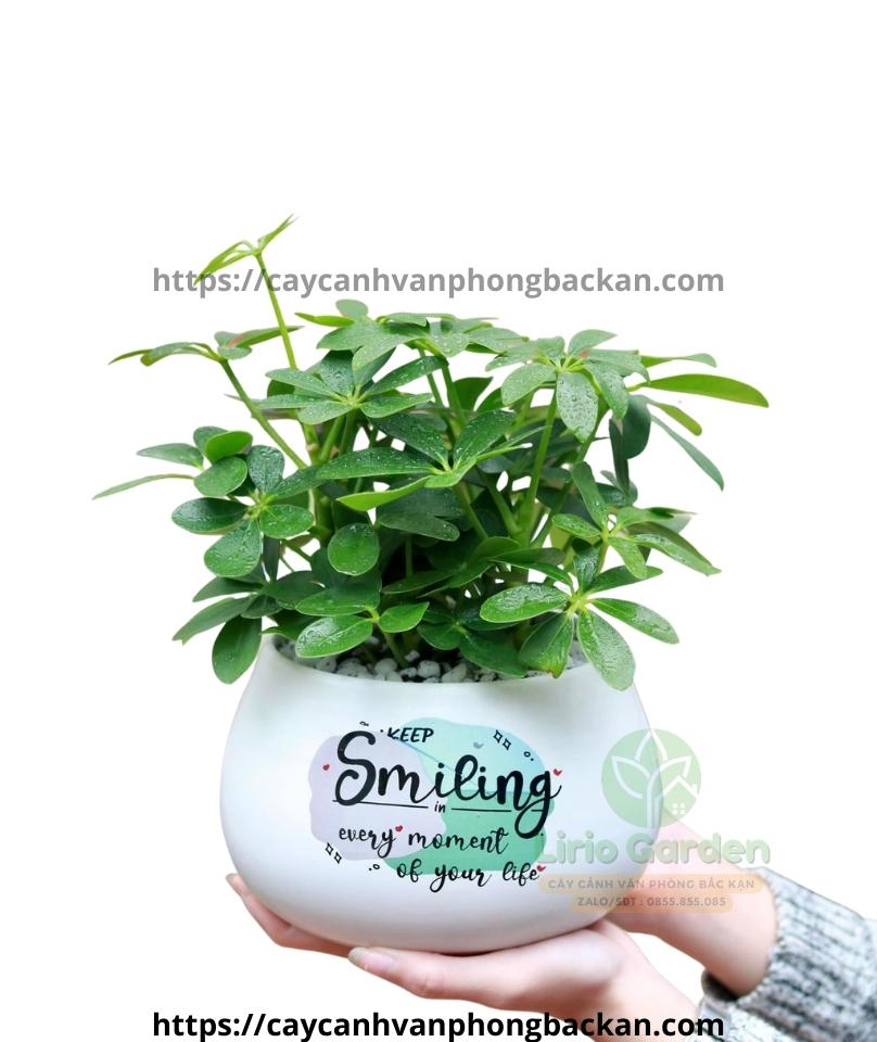 Cây Ngũ Gia Bì Cây Ngũ Gia Bì