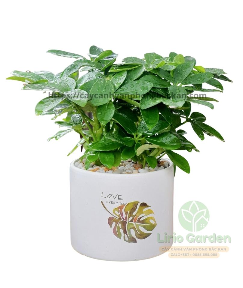 Cây Ngũ Gia Bì Cây Ngũ Gia Bì