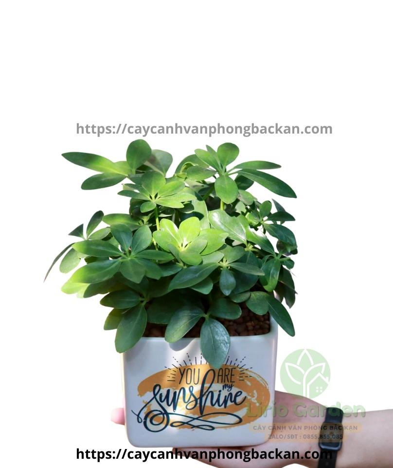 Cây Ngũ Gia Bì Cây Ngũ Gia Bì