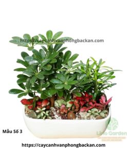 Cây Ngũ Gia Bì Trang Trí Tiểu Cảnh