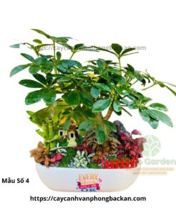 Cây Ngũ Gia Bì Trang Trí Tiểu Cảnh