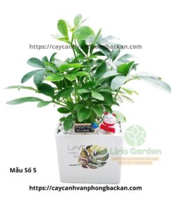 Cây Ngũ Gia Bì Trang Trí Tiểu Cảnh