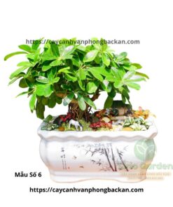 Cây Ngũ Gia Bì Trang Trí Tiểu Cảnh