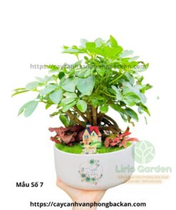 Cây Ngũ Gia Bì Trang Trí Tiểu Cảnh