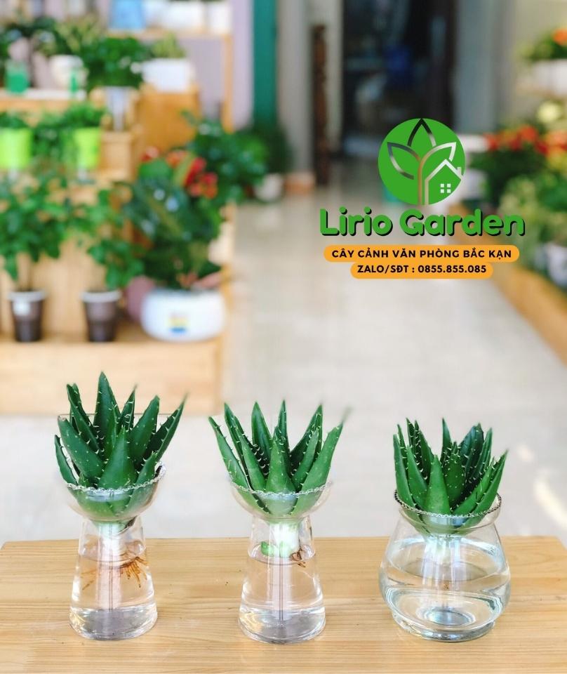 Cây Nha Đam Cảnh