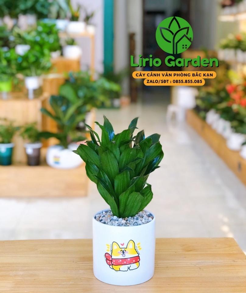 Cây Phát Tài Nam Mỹ