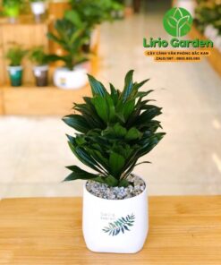 Cây Phát Tài Nam Mỹ