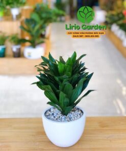 Cây Phát Tài Nam Mỹ