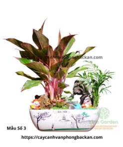 Cây Phú Quý Trang Trí Tiểu Cảnh