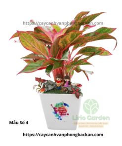 Cây Phú Quý Trang Trí Tiểu Cảnh