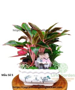 Cây Phú Quý Trang Trí Tiểu Cảnh