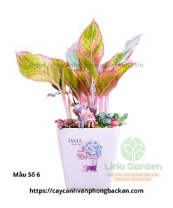 Cây Phú Quý Trang Trí Tiểu Cảnh