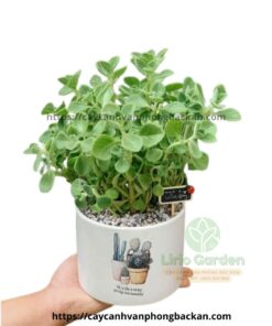 Cây Nhất Mạt Hương