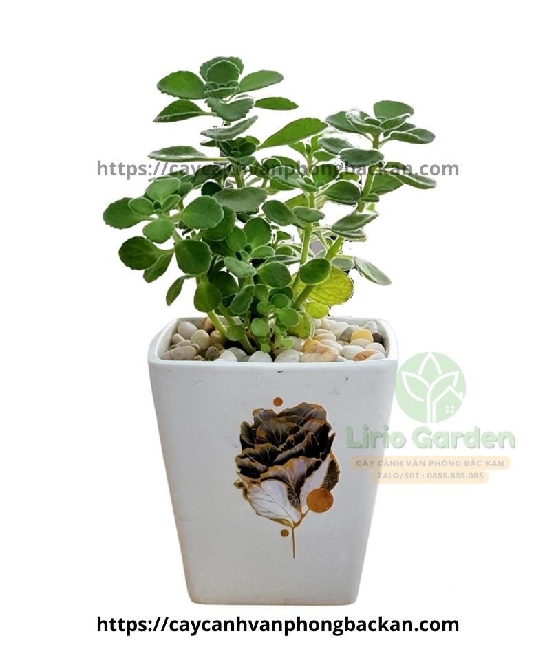 Cây Nhất Mạt Hương Cây Nhất Mạt Hương