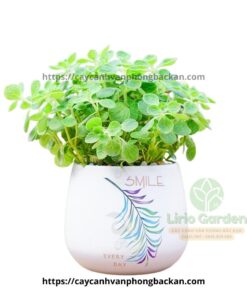 Cây Nhất Mạt Hương