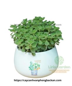 Cây Nhất Mạt Hương