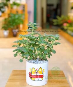 Cây Nhất Mạt Hương