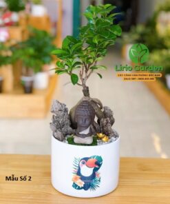 cây si nhật trang trí tiểu cảnh