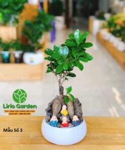 cây si nhật trang trí tiểu cảnh