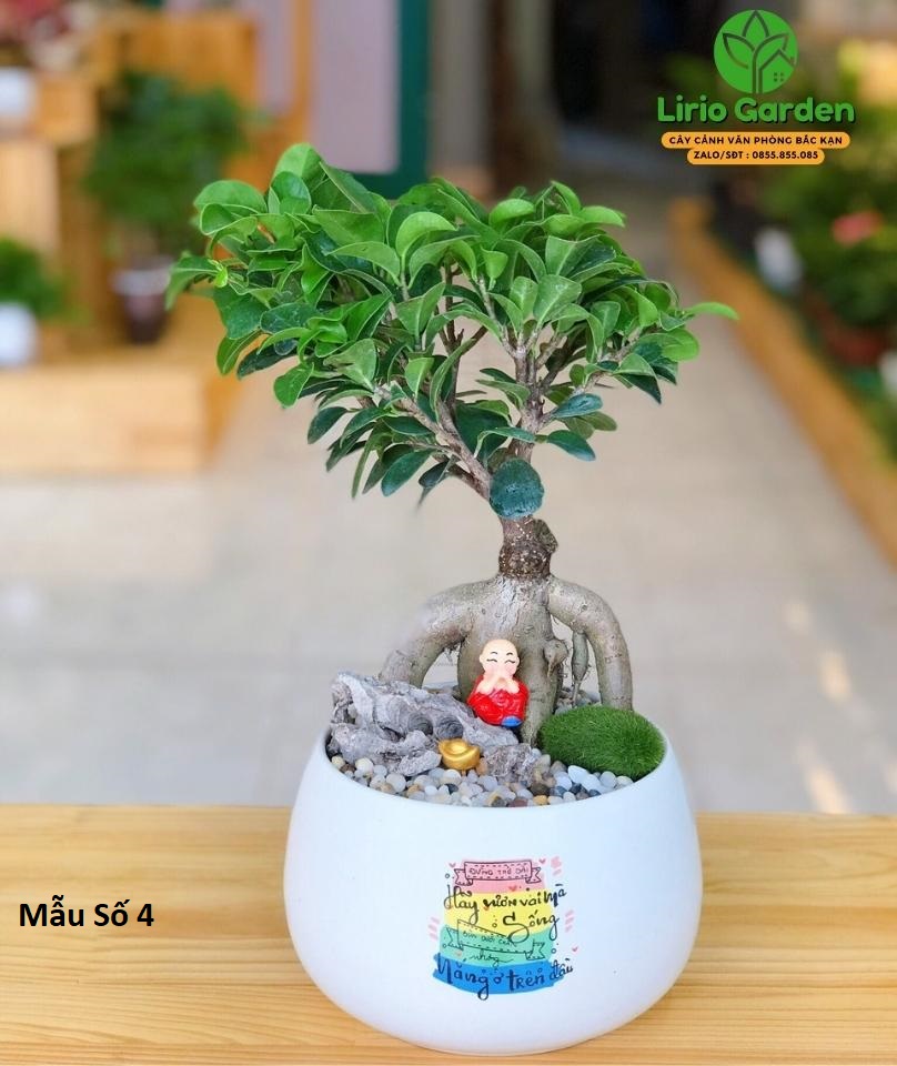 cây si nhật trang trí tiểu cảnh cây si nhật trang trí tiểu cảnh