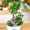 cây si nhật trang trí tiểu cảnh