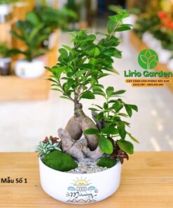 cây si nhật trang trí tiểu cảnh