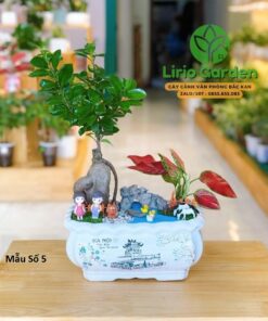 cây si nhật trang trí tiểu cảnh