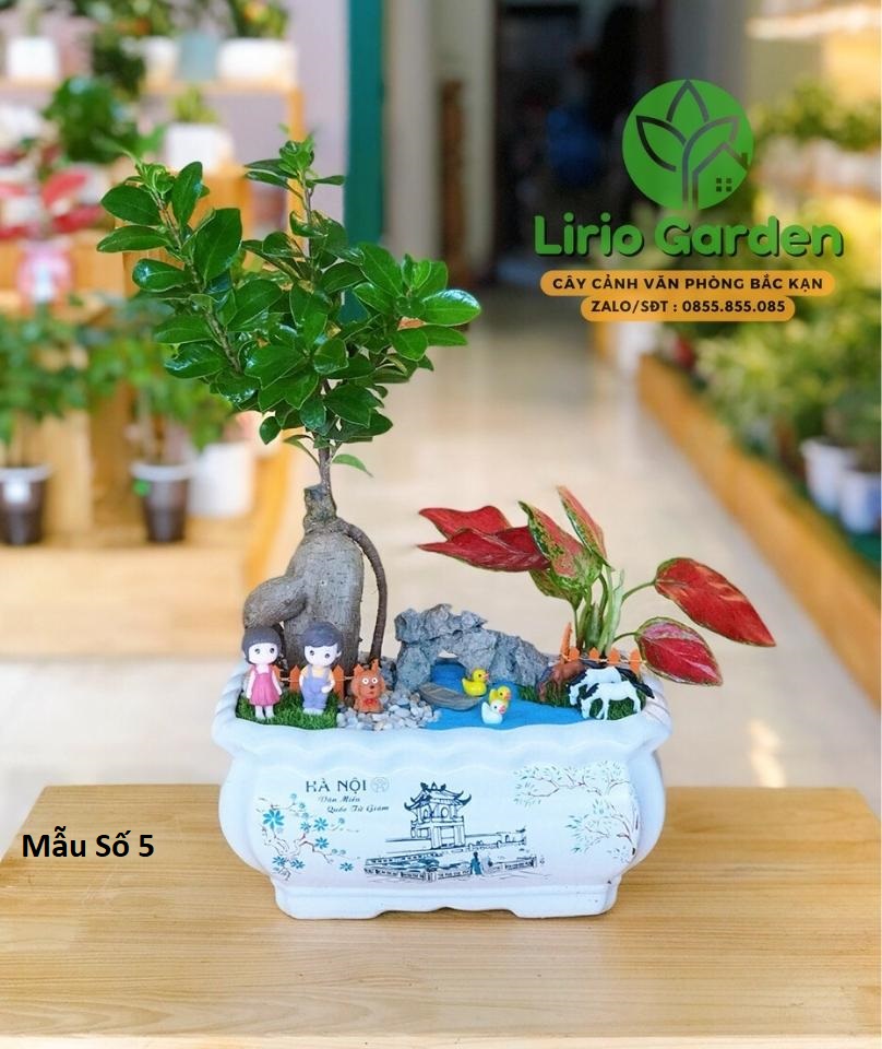 cây si nhật trang trí tiểu cảnh cây si nhật trang trí tiểu cảnh
