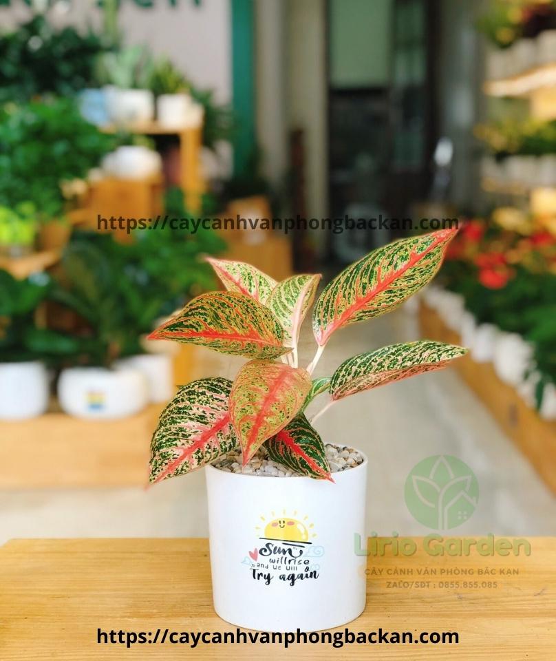 Cây Thịnh Vượng
