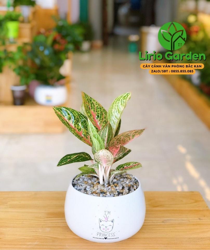 Cây Thịnh Vượng
