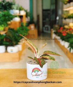 Cây Thịnh Vượng